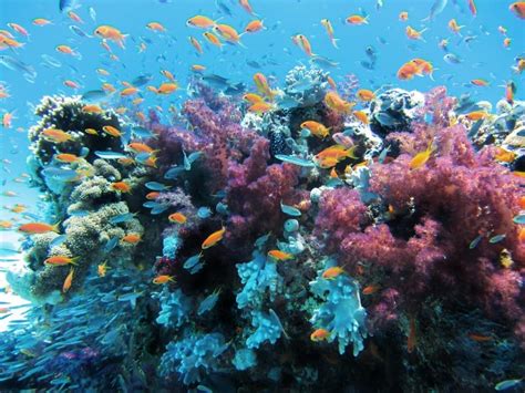 reserva natural arrecifes de la cordillera|arrecife de coral.